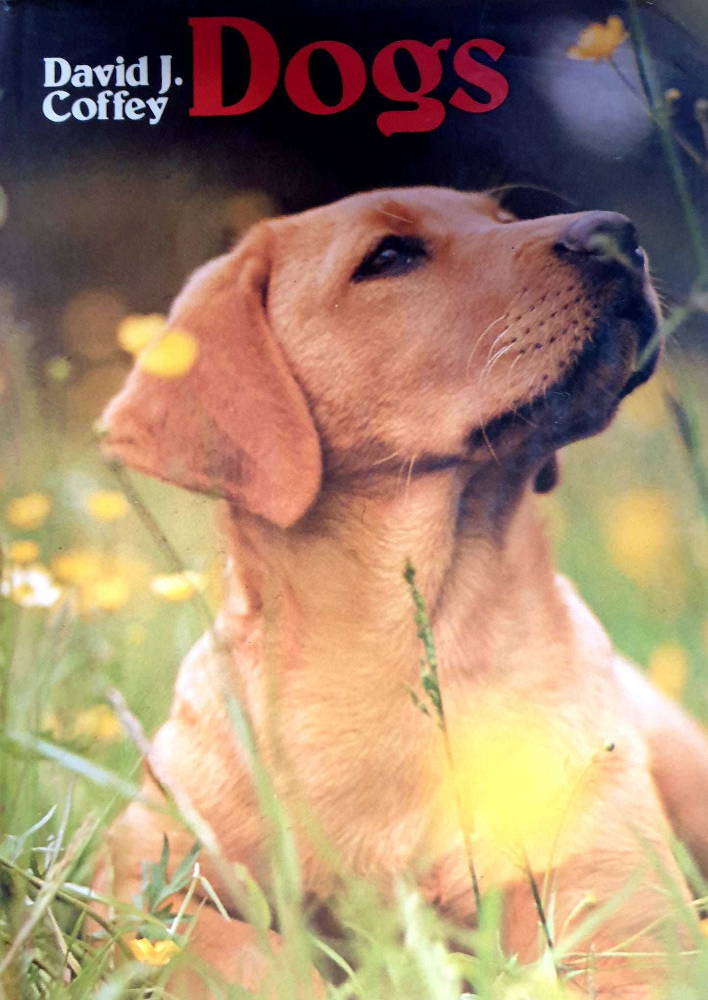 Dogs - David J Coffey